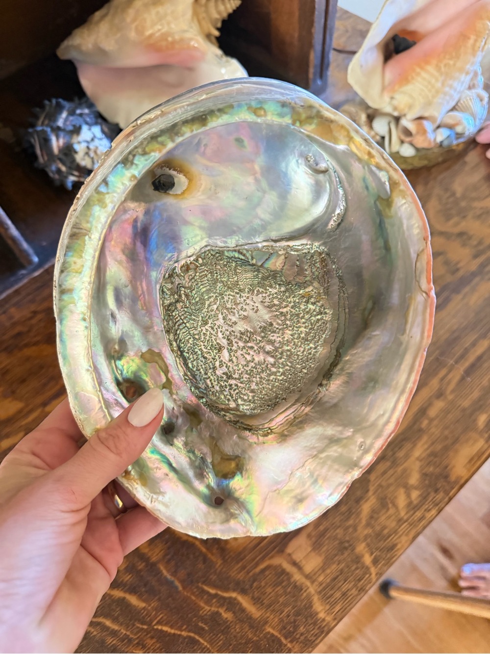 Large Abalone Shell Bowl Iridescent Mother of Pearl Coastal Decor